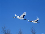 Cranes Flying in the Blue Sky, Hokkaido, Japan Photographie