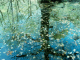 Leaves on the Water Lámina fotográfica Leaves on the Water Lámina fotográfica