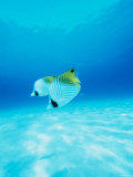 Threadfin Brtterflyfish Photographic Print