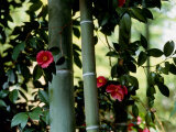 Camellia and Bamboo Photographic Print