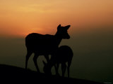 Japanese Deer Photographic Print