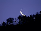 Moon Over the Forest Photographic Print