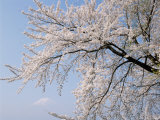 Cherry Blossoms and Mt. Fuji Photographic Print