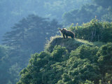 Brown Bear Photographic Print