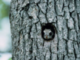 Flying Squirrel Photographic Print