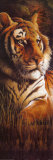 Tiger Posters by Clay Taylor