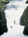 Salmon Photographic Print