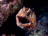 Moray Photographie