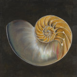 Coquillage III Affiche par Patricia Quintero-Pinto