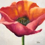 Poppy Flower I Posters par Patricia Quintero-Pinto