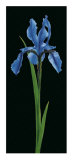 Iris Affiche par Andrea Fontana