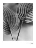 Duex Feuilles Poster von Christian Coigny