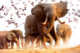 Elephant Herd Print van Steve Bloom Elephant Herd Print van Steve Bloom