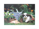 Puppy's Paradise Collectable Print by Harvey Edwards