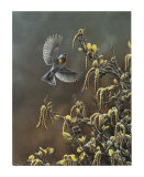 Paruline a Collier Print by Pierre Leduc