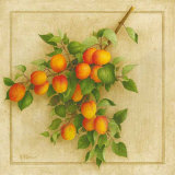 Abricots du Roussillon Prints by Vincent Perriol