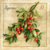 Cerises Bigarreaux Posters by Vincent Perriol