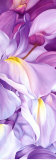 Wisteria I Prints by Holzhaus Poelstra Wisteria I Prints by Holzhaus Poelstra