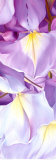 Wisteria II Poster by Holzhaus Poelstra