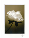 Peony I Posters by Chris Sands