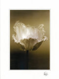 Tulip I Print by Chris Sands