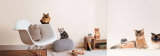 Cats Wall Decal