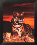Tigre en el crepúsculo Láminas por Ron Kimball Tigre en el crepúsculo Láminas por Ron Kimball