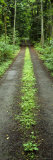 Lush Foliage Lining a Wet Driveway, Bainbridge Island, Washington, USA Lámina fotográfica por Panoramic Images