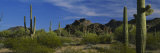 Cactus Plant on a Landscape, Sonoran Desert, Organ Pipe Cactus National Monument, Arizona, USA Photographic Print by Panoramic Images 