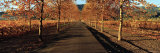 Vineyards Along a Road, Beaulieu Vineyard, Napa Valley, California, USA Photographic Print by Panoramic Images 