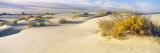 Desert Plants in White Sands National Monument, New Mexico, USA Reprodukcja zdjęcia autor Panoramic Images Desert Plants in White Sands National Monument, New Mexico, USA Reprodukcja zdjęcia autor Panoramic Images