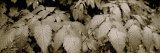 Close-Up of Leaves, Oswald West State Park, Oregon, USA Lámina fotográfica por Panoramic Images Close-Up of Leaves, Oswald West State Park, Oregon, USA Lámina fotográfica por Panoramic Images