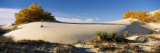 Desert Plants in White Sands National Monument, New Mexico, USA Photographie par Panoramic Images 