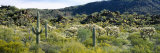 Saguaro Cactus in a Field, Sonoran Desert, Arizona, USA Lámina fotográfica por Panoramic Images