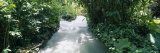 Blue Hole Gardens River, Tropical Foliage, Negril, Jamaica Photographic Print by Panoramic Images Blue Hole Gardens River, Tropical Foliage, Negril, Jamaica Photographic Print by Panoramic Images