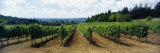 Vineyard on a Landscape, Adelsheim Vineyard, Newberg, Willamette Valley, Oregon, USA Lámina fotográfica por Panoramic Images