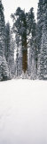 General Sherman Trees in a Snow Covered Landscape, Sequoia National Park, California, USA Photographic Print by Panoramic Images 