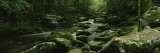 River Running Through a Forest, Cosby Creek, Great Smoky Mountains National Park, Tennessee, USA Photographie par Panoramic Images 