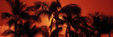 Palm Trees at Dusk, Kalapaki Beach, Kauai, Hawaii, USA Photographic Print by Panoramic Images 