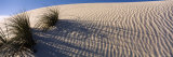 Desert Plants in White Sands National Monument, New Mexico, USA Photographic Print by Panoramic Images 