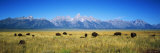 Field of Bison with Mountains in Background, Grand Teton National Park, Wyoming, USA Photographic Print by Panoramic Images 