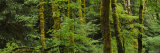 Trees in a Forest, Olympic National Park, Washington, USA Lámina fotográfica por Panoramic Images Trees in a Forest, Olympic National Park, Washington, USA Lámina fotográfica por Panoramic Images