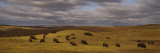 Buffaloes Grazing on a Landscape, North Dakota, USA Fotografie-Druck von Panoramic Images 