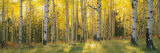 Aspen Trees in Coconino National Forest, Arizona, USA Photographie par Panoramic Images 