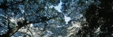 Tree, Canopy Tree, Lava Tree State Monument, Big Island, Hawaii, USA Photographic Print by Panoramic Images 