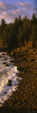 Rocks at the Coast, Monument Cove, Mount Desert Island, Acadia National Park, Maine, USA Lámina fotográfica por Panoramic Images Rocks at the Coast, Monument Cove, Mount Desert Island, Acadia National Park, Maine, USA Lámina fotográfica por Panoramic Images