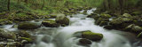 Stream Flowing Through the Forest, Great Smoky Mountains National Park, Tennessee, USA Photographic Print by Panoramic Images 