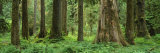 Trees in a Rainforest, Hoh Rainforest, Olympic National Park, Washington, USA Photographic Print by Panoramic Images 