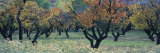Fruit Orchard in Capitol Reef National Park, Ut, USA Photographic Print by Panoramic Images 