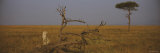 African Cheetah Sitting on a Fallen Tree, Masai Mara National Reserve, Kenya Photographie par Panoramic Images 